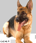 berger allemand chien de garde